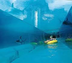 Le fameux tunnel qui passe à l'intérieur d'un aquarium 